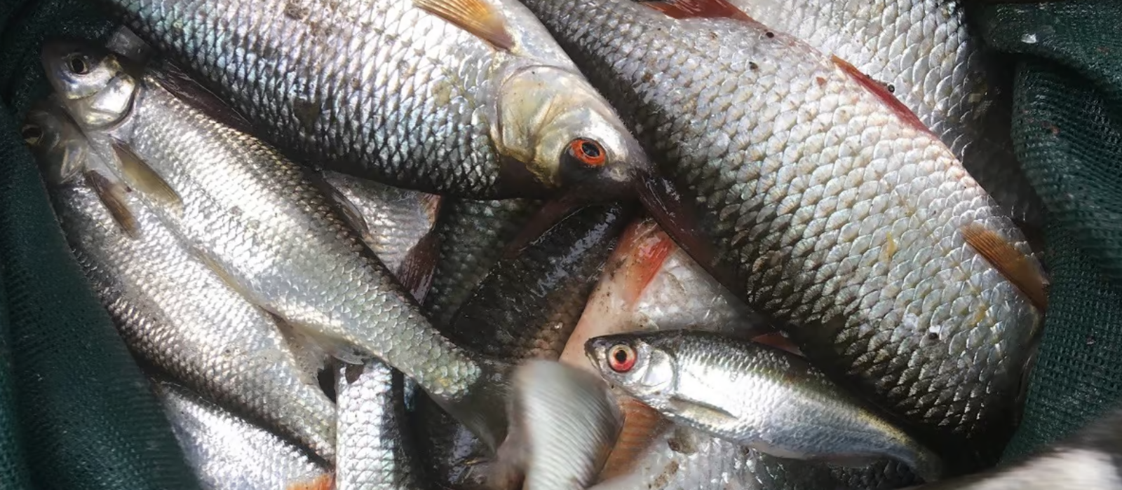 Untitled design - 2025-09-27T150609.852