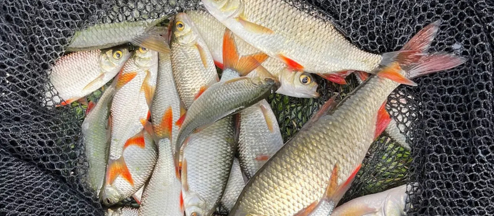 Untitled design - 2025-09-27T150706.266