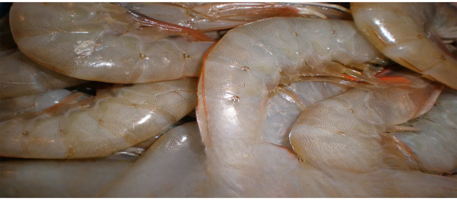 Untitled design - 2025-09-27T151023.553